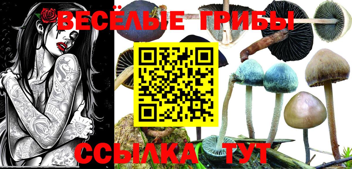 Псилоцибиновые грибы мицелий Фурманов